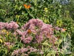 Monarch butterflies feasting on Joe Pye Weed flowers